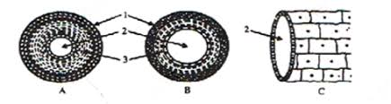 The percentage of red blood cells in a sample of human blood is normally about 45 each label describes an aspect of either coagulation or agglutination, which are illustrated in the photographs. The Diagram Below Shows The Human Circulatory System Answer The Following Questions I Name The Blood Vessels 1 3 6 And 7 Ii Name The Blood Vessel Supplying Blood To The Walls