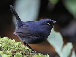 Image result for Brachycorythis velutina