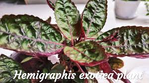 I also love how easy it is to propagate. Hemigraphis Exotica Plant Purple Waffle Plant Care Malayalam Youtube