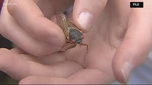 Where will the cicadas emerge? 17 Year Cicada Maryland Brood X Cicadas 2021 Map Wusa9 Com
