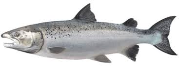 I think it is called kallaa(indian salmon) but actually theres a dictionary for it,to know wt the names are in malayalam. Salmon Fish Name In Tamil Telugu Hindi Marathi Kannada Malayalam More