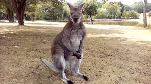 Now you can use these photos. Ryan Voert Walibi In Le Jardin De Kangaroos Youtube