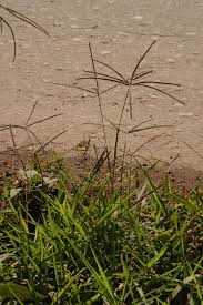 Image result for Cynodon nlemfuensis