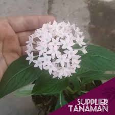Hiasan pentas hiasan pentas yang menarik dengan menggabungkan tanaman hiasan pelbagai warna sama ada daun atau bunga yang berwarna. Jual Paket 4 Tanaman Hias Bunga Pentas Murah Juni 2021 Blibli