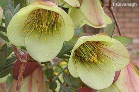 Pimelea Physodes Qualup Bell Australian Flowers Australian Native Plants Drought Tolerant Plants
