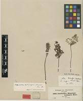 Image result for Cheilanthes schimperi