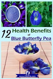 12 Health Benefits Of Blue Butterfly Pea Butterfly Pea Butterfly Pea Flower Blue Butterfly