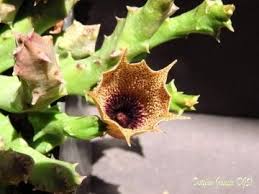 Image result for Huernia levyi
