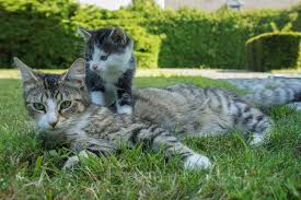 Découvrez tous les prénoms femelle pour vos chats et chatons, par lettre de l'alphabet. Nom De Chat Femelle Decouvrez Les Plus Populaires