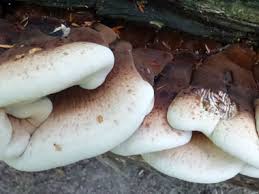 Image result for Ischnoderma resinosum