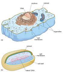 Session 3 Pathogens And Human Infectious Disease View As Single Page