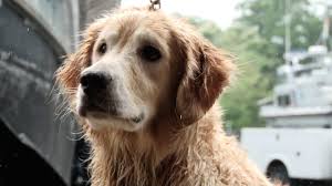 This location offers grooming, petshotel, doggie day camp, training, adoptions, veterinary and curbside pickup. Dog In Nj Bay Was Missing Golden Retriever Like A Hollywood Movie