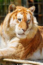 Lying Golden Tiger Animals Cute Animals Rare Animals