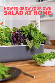 How To Grow Your Own Salad At Home Herb Garden Kit Indoor Gardening Kit Indoor Herb Garden
