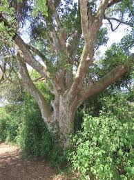 Image result for Inhambanella henriquesii