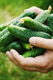 Pickling Cucumber Varieties 3 Perfect Choices To Grow For Great Pickles