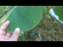Selain keluarnya ingus yang berlebihan itu, sinusitis ini juga memiliki gejala hidung tersumbat. 85 Ciri Ciri Khas Pokok Pisang Tanduk Youtube