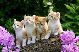 Download Gambar Wallpaper Kucing Lucu Zain Elhasany Kitten Wallpaper Beautiful Cats Cute Cats And Kittens