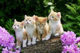 Find kucing pictures and kucing photos on desktop nexus. Download Gambar Wallpaper Kucing Lucu Zain Elhasany Kitten Wallpaper Beautiful Cats Cute Cats And Kittens