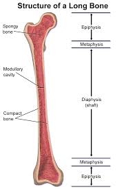 Anatomy students in traditional classes may do practice labeling the bone on paper or even doing a coloring activity to help them learn the parts of the bone. Diaphysis Wikipedia