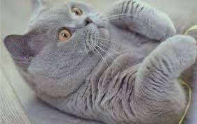 Tak hanya menjadi hewan peliharaan saja, kucing ini juga sering dipentaskan di dalam sebuah pertunjukan seni, khususnya untuk kucing hias. Jenis Jenis Kucing Abu Abu Berbulu Pendek Yang Cantik Gerava Kucing Kucing Anjing Russian Blue