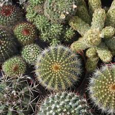 Sprinkle 1 to 3 seeds in the middle of the cups. Cactus Seeds Mixed Varieties Ferry Morse Home Gardening 202 S Washington St Norton Ma 02766