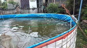 Budidaya Udang Vaname Kolam Terpal Sistem Bioflok Lokasi Idi Rayeuk Aceh Timur Youtube