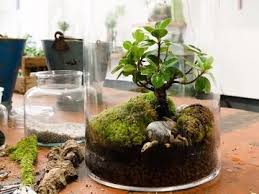 Der Mini Garten Im Glas Minibiotop Mini Garten Pflanzen