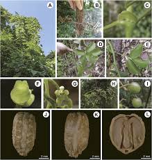 Image result for Cyphostemma heterotrichum