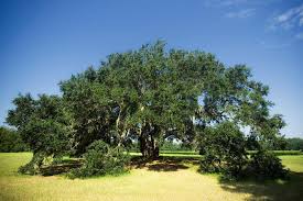 Carolina plantation reintroduced aromatic rice to south carolina in 1996. Charleston Tea Plantation Charleston Com