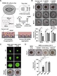 Class torch.nn.conv2d(in_channels, out_channels, kernel_size, stride=1, padding=0, dilation=1, groups=1, bias=true applies a 2d convolution over an input signal composed of several input planes. Metastasis On A Chip Reveals Adipocyte Derived Lipids Trigger Cancer Cell Migration Via Hif 1a Activation In Cancer Cells Sciencedirect