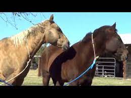 Why Wild Horses Don T Need Hoof Trims Or Horseshoes Causes Of Hoof Problems Youtube