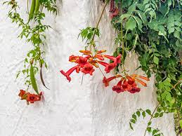 La sandersonia aurantica nota anche come lanterna cinese è una pianta che produce fiori arancioni. 4 Piante Rampicanti Fiorite Per Il Giardino One Giardinaggio