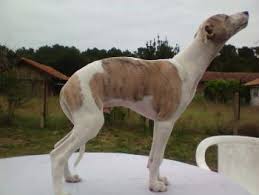 Puppy Growth Chart New Boy Whippet Male