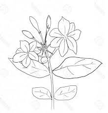 15 Jasmine Drawing Flower Flower Drawing Jasmine Drawing Flower Drawing Images