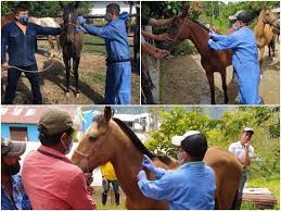 Check spelling or type a new query. Instituto Colombiano Agropecuario Ica