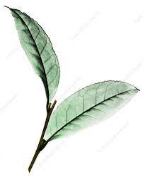 Tea Camellia Sinensis Leaves X Ray Stock Image C028 8478 C0288478 Camellia Image Leaves Sinensis Stock Tea Xray Camellia Stock Images Image