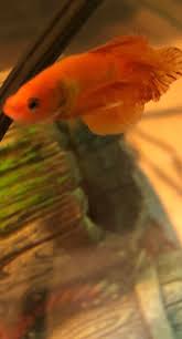 My orange crowntail betta male. Meet My Orange Betta Tangerine Bettafish
