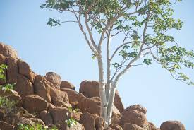 Image result for Sterculia quinqueloba