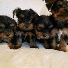We feel strongly about our responsibility to educate our placement families to the specifics of the yorkshire terrier breed. Lovely Yorky Puppies Yorkie Puppies For Sale In Pa Yorkie Puppies For Sale Near Me Berkshire Yorkies Toms River Nj Yorkies Yorkies Yorkies Vineland Nj Yorkie Poo For Sale Nj Yorkshire