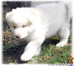Wolamutes For Sale Puppies A Wolf Dog Pup For Sale Located In Sacramento Ca 94205 Wolf Dog Wolf Dog Puppy Dogs