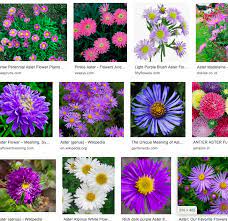 Pin By Suraya Sabbaruddin On Furrkiddos Dog Cat Cats Plants