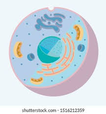 We did not find results for: Diagram Animal Cell Organelle Without Labels Stock Vector Royalty Free 1516212359