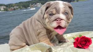 Lilac English Bulldog Full Breed Information Updated 2021