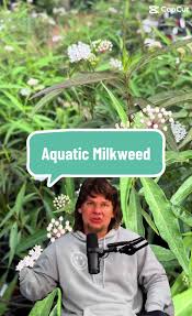 Image result for Asclepias ameliae