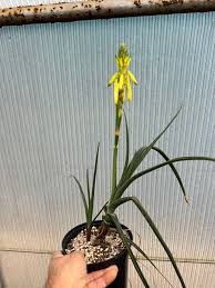 Image result for Aloe inyangensis