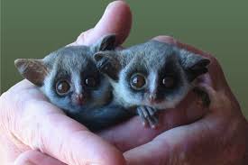 Galagos, also known as bush babies, or. Cry Of The Bushbaby Pass On The Story