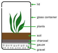 Building A Terrarium Your Step By Step Guide Build A Terrarium Terrarium Terrarium Diy Kids