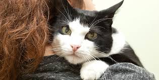 Image result for CARE FOR YOUR CAT