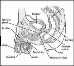Like women, men have a complex system of sexual organs. Anatomy Of Male Reproductive System And Question Answer For Neet Gpat Staff Nurse Exam Gpatindia Pharmacy Jobs Admissions Scholarships Conference Grants Exam Alerts